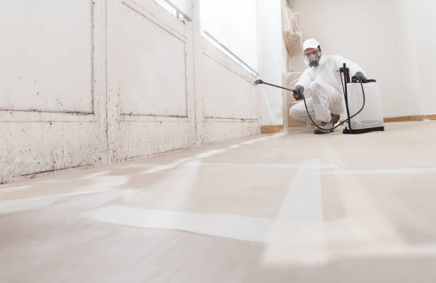 24/7 Emergency Black Mold Removal experts in Trenton, NJ
