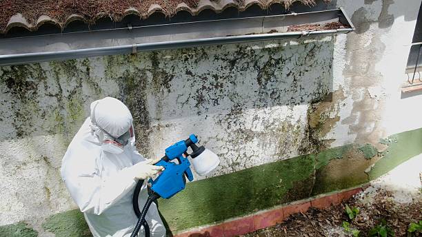 Trusted Black Mold Removal service in Trenton, NJ - Cheap Mold Removal